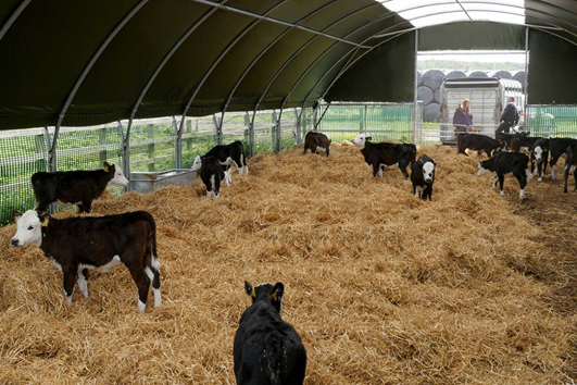 Calves on a straw bed in a fabric structure shed